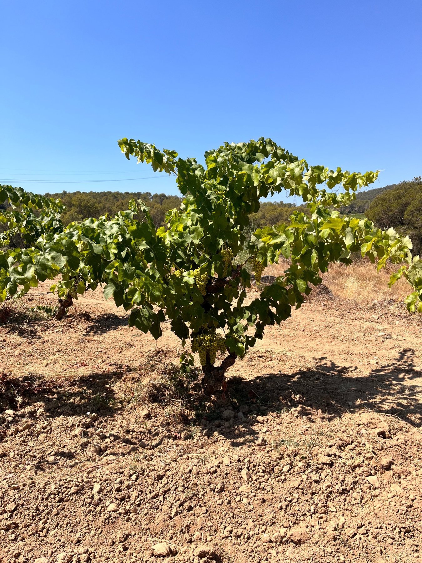 Old Macabeu vine, Massís del Garraf