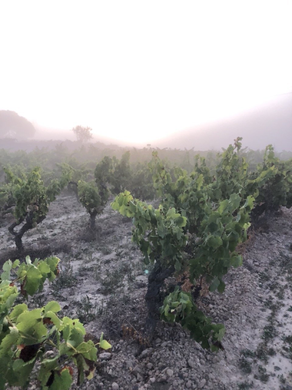 Old vines in morning mist, Massís del Garraf