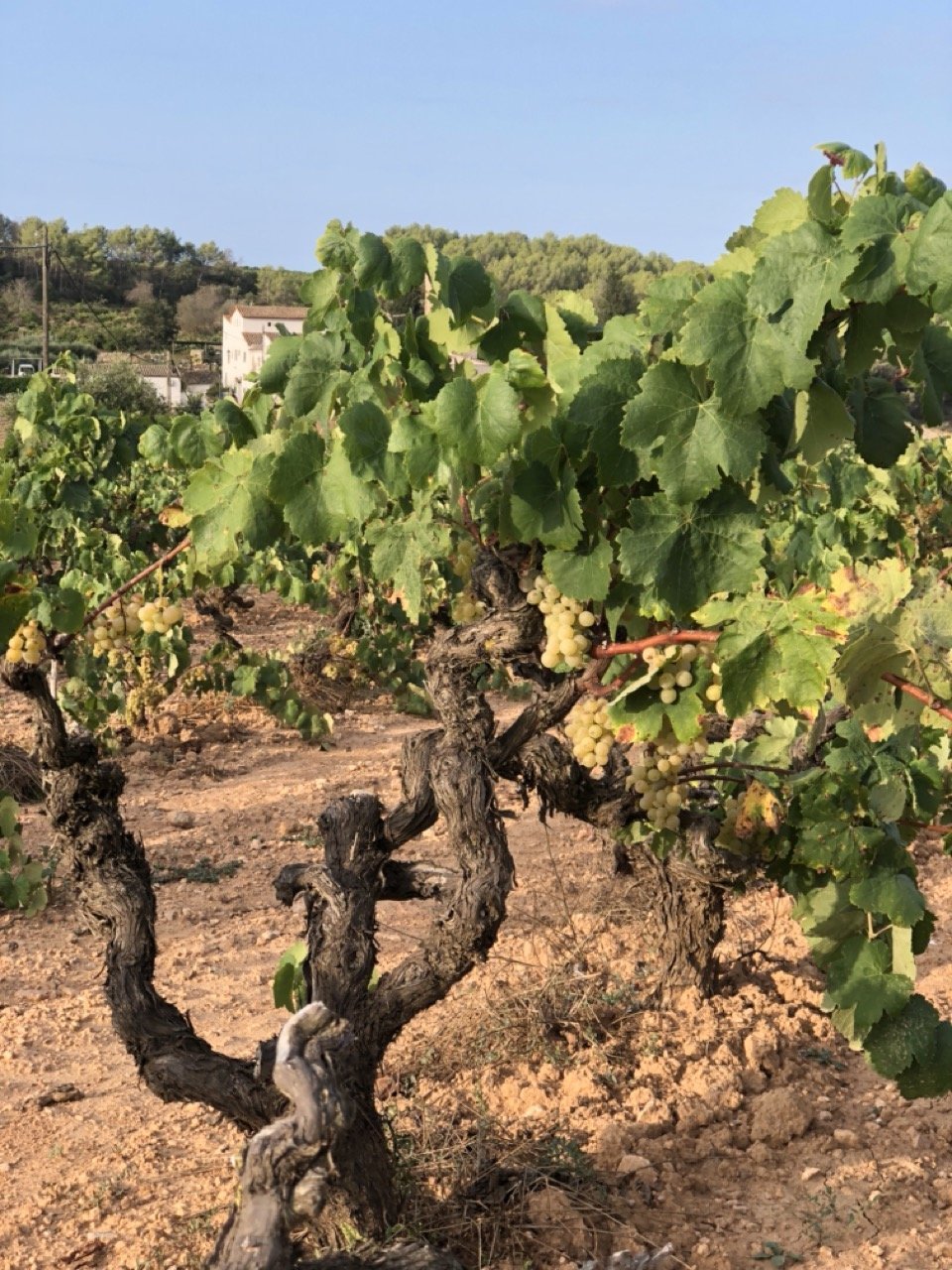 Massís del Garraf, September