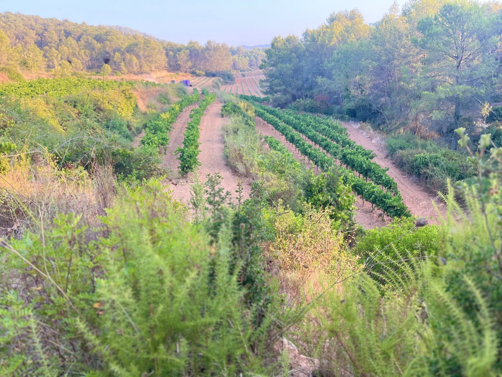 Sumoll rows in Massís del Garraf