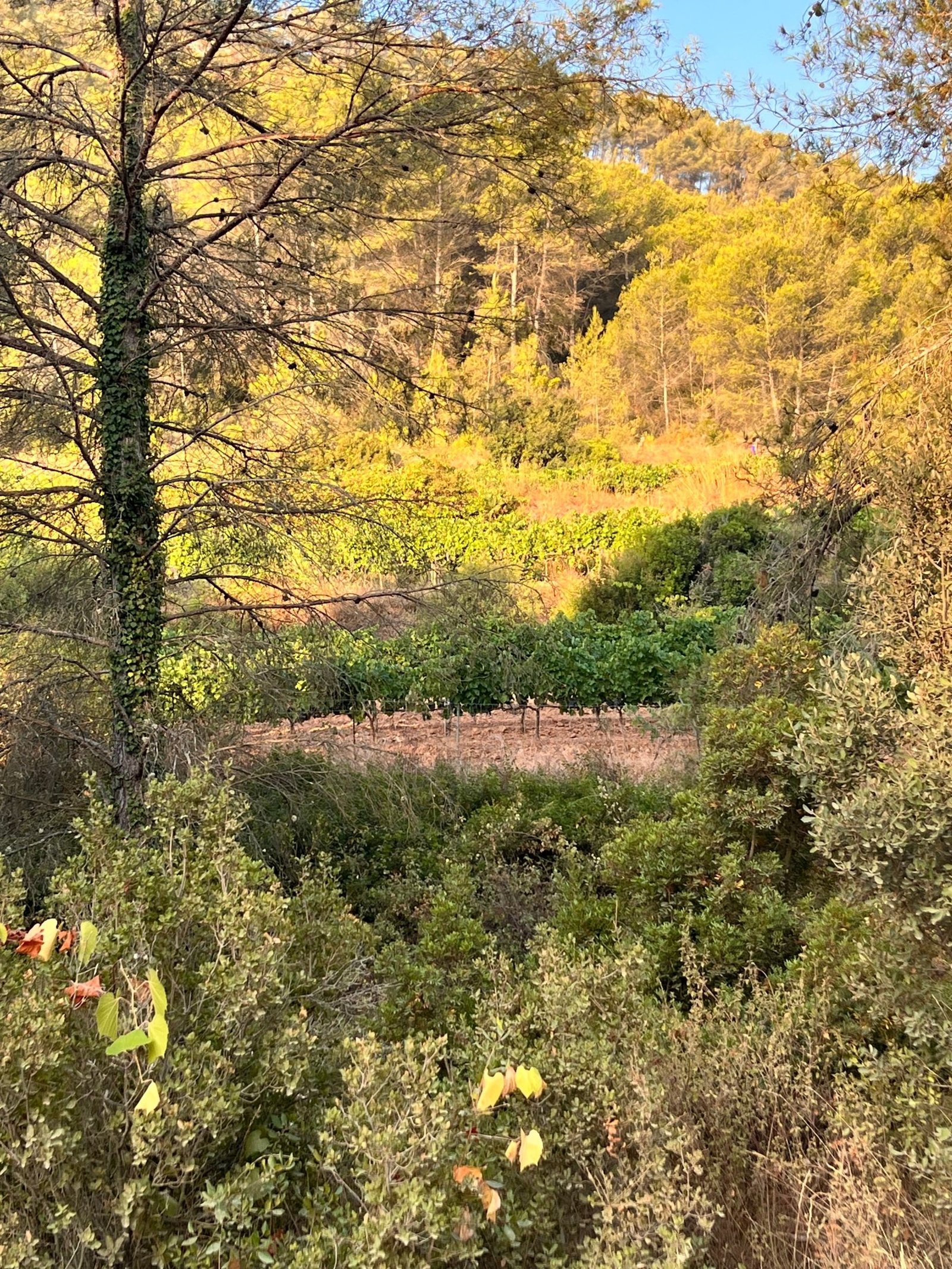 Sumoll vineyard, Massís del Garraf, August