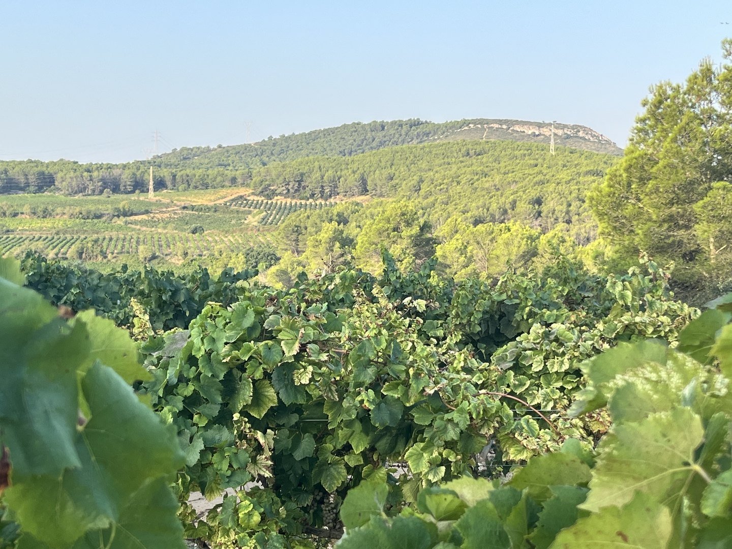 Vine rows in Massís del Garraf with pine forest behind