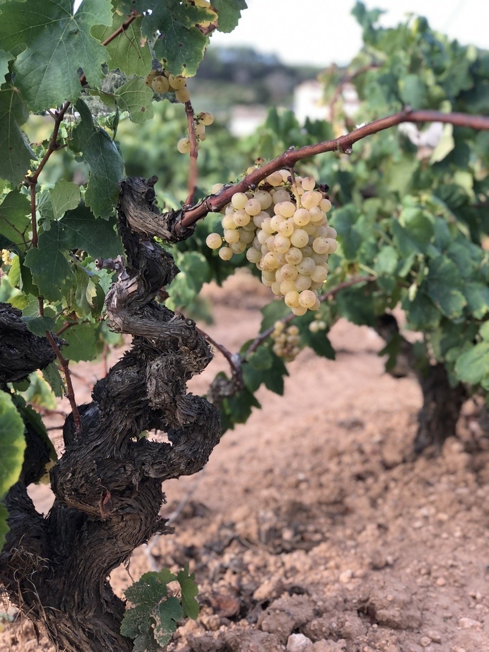 Xarel·lo bunch in the vineyard