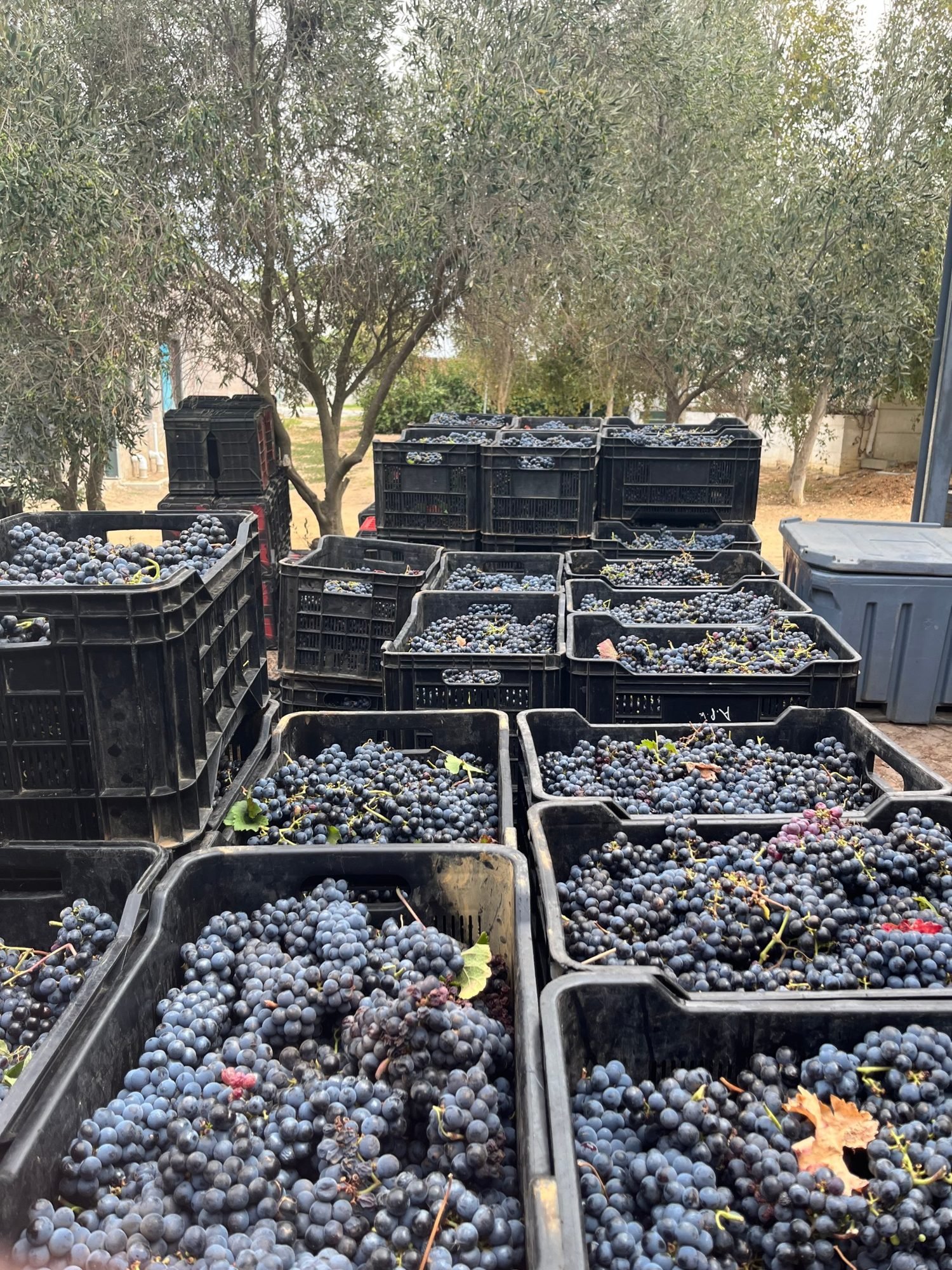 Cabernet Franc grapes from Polkadraai, Stellenbosch, March