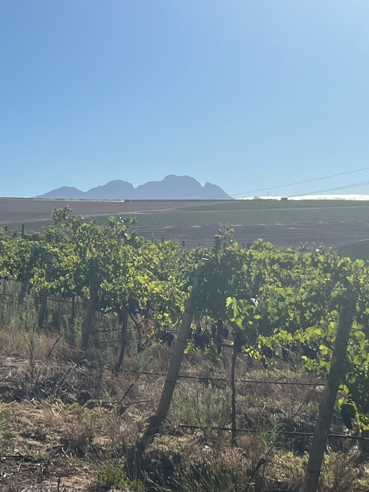 Cabernet Sauvignon vineyard, Polkadraai, Stellenbosch, March