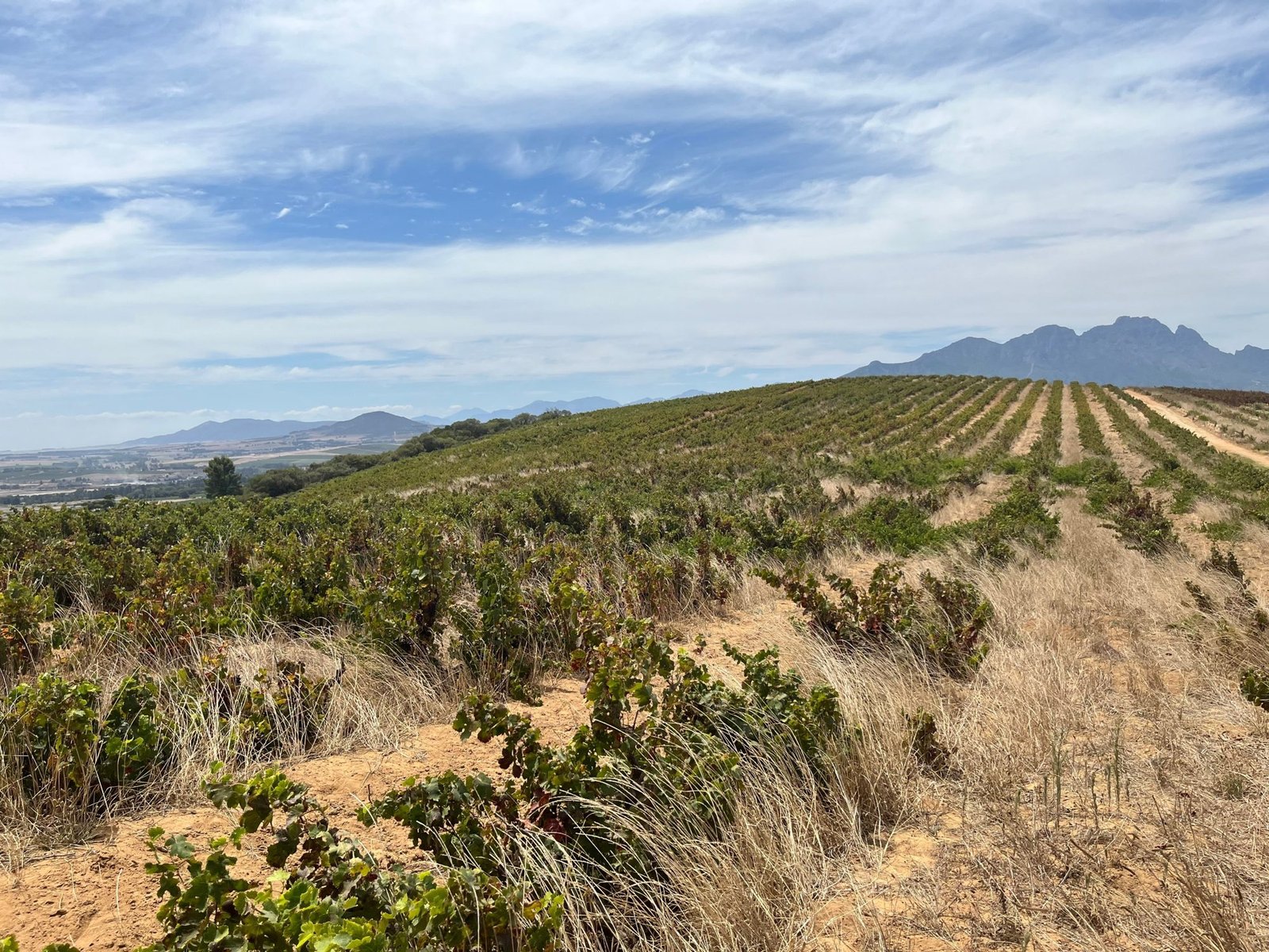 Cinsault vineyard, Bottelary, Stellenbosch, March