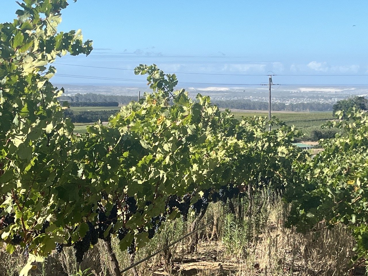 Vines on Polkadraai with False Bay in the distance