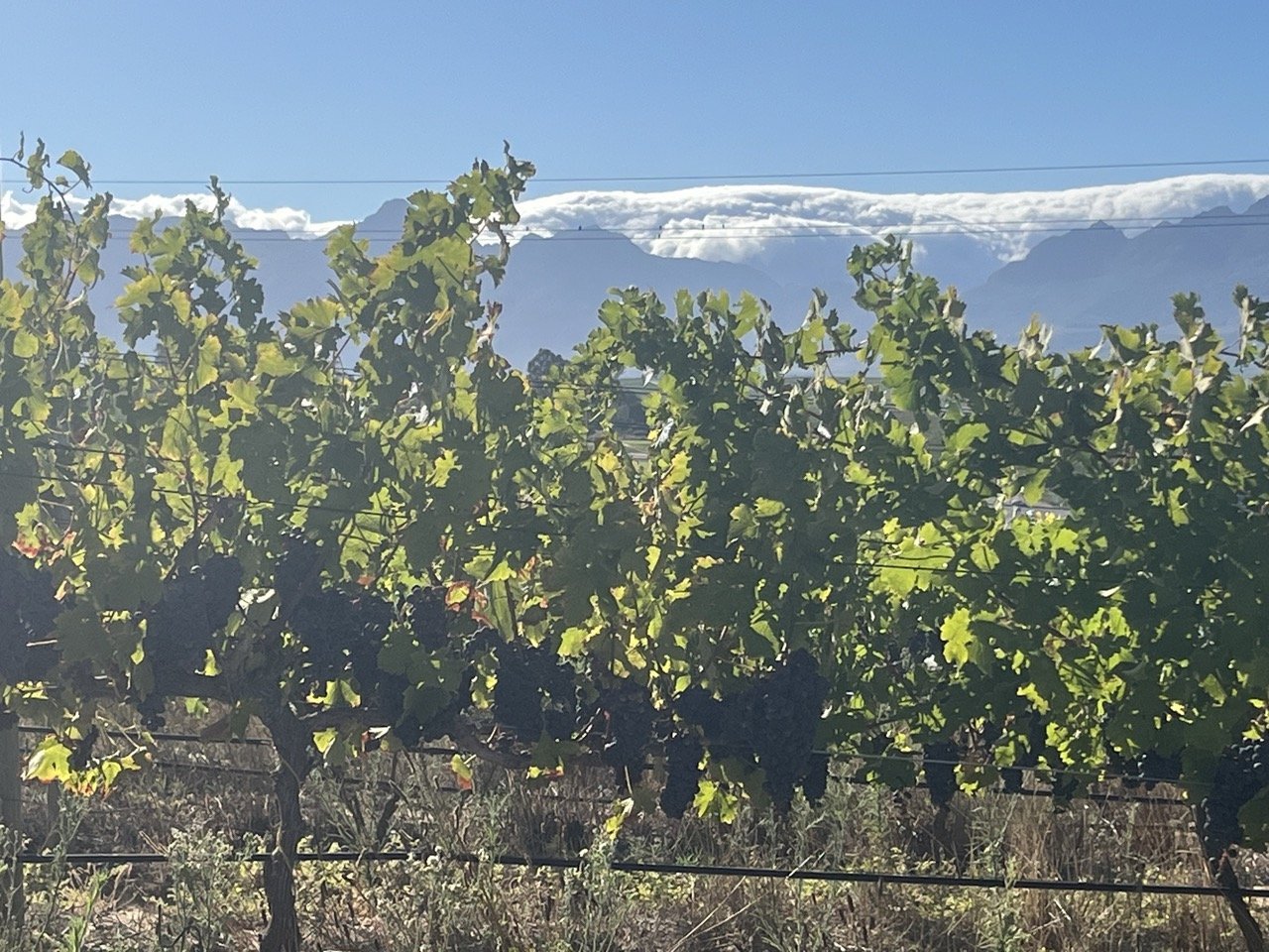 Red grapes on the vine with cloud over the Stellenbosch mountains