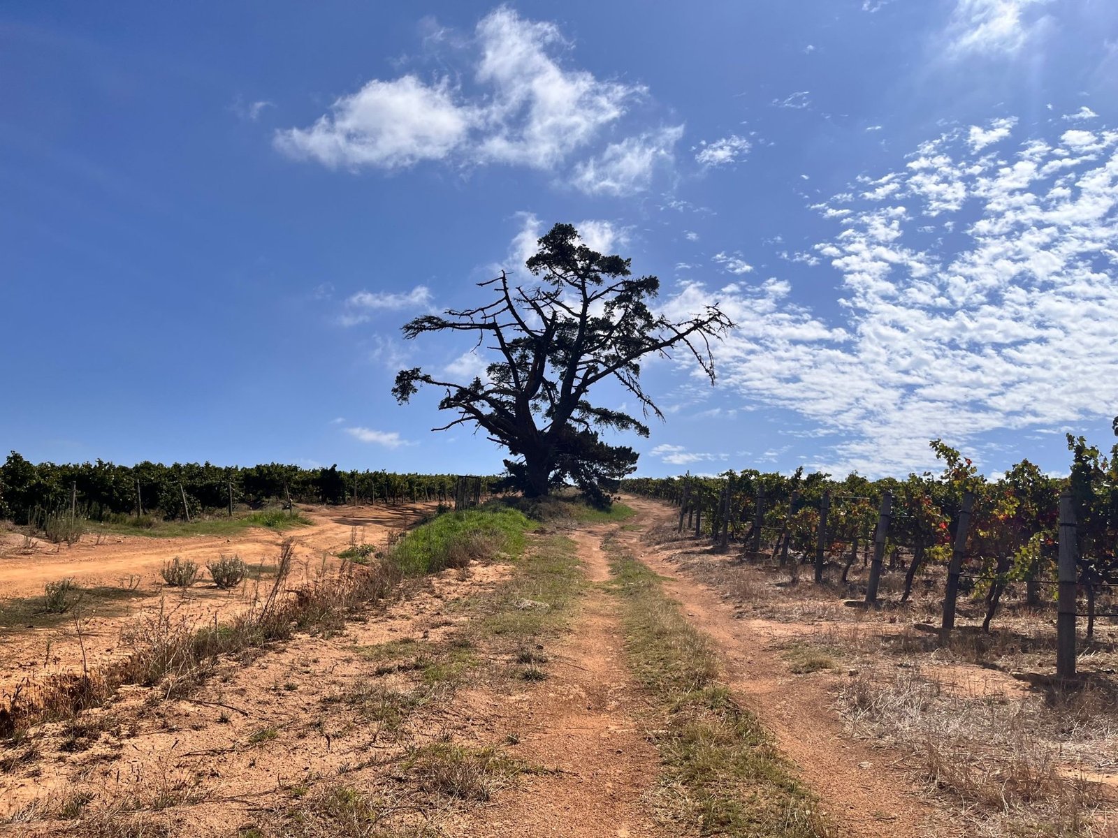 Polkadraai, Stellenbosch, March
