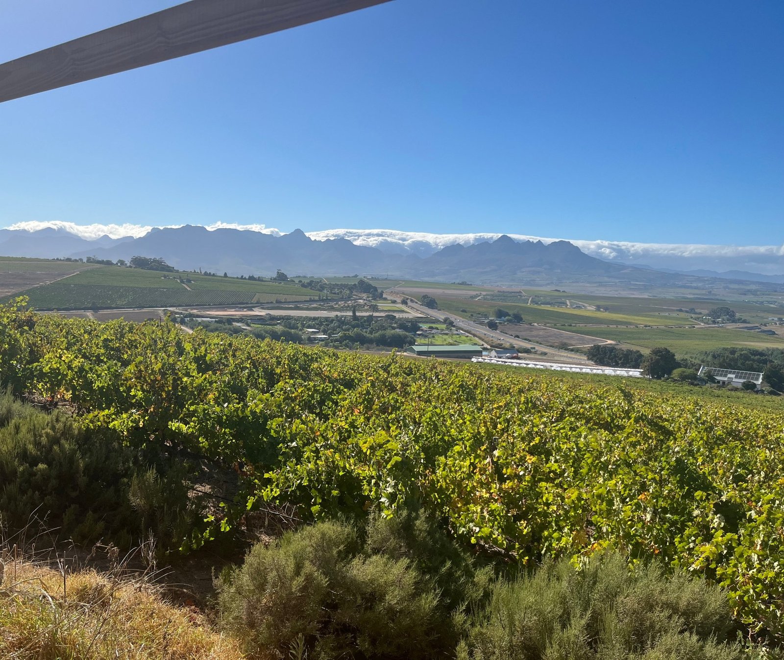 Vineyards on Polkadraai looking across the valley to the Stellenbosch mountains