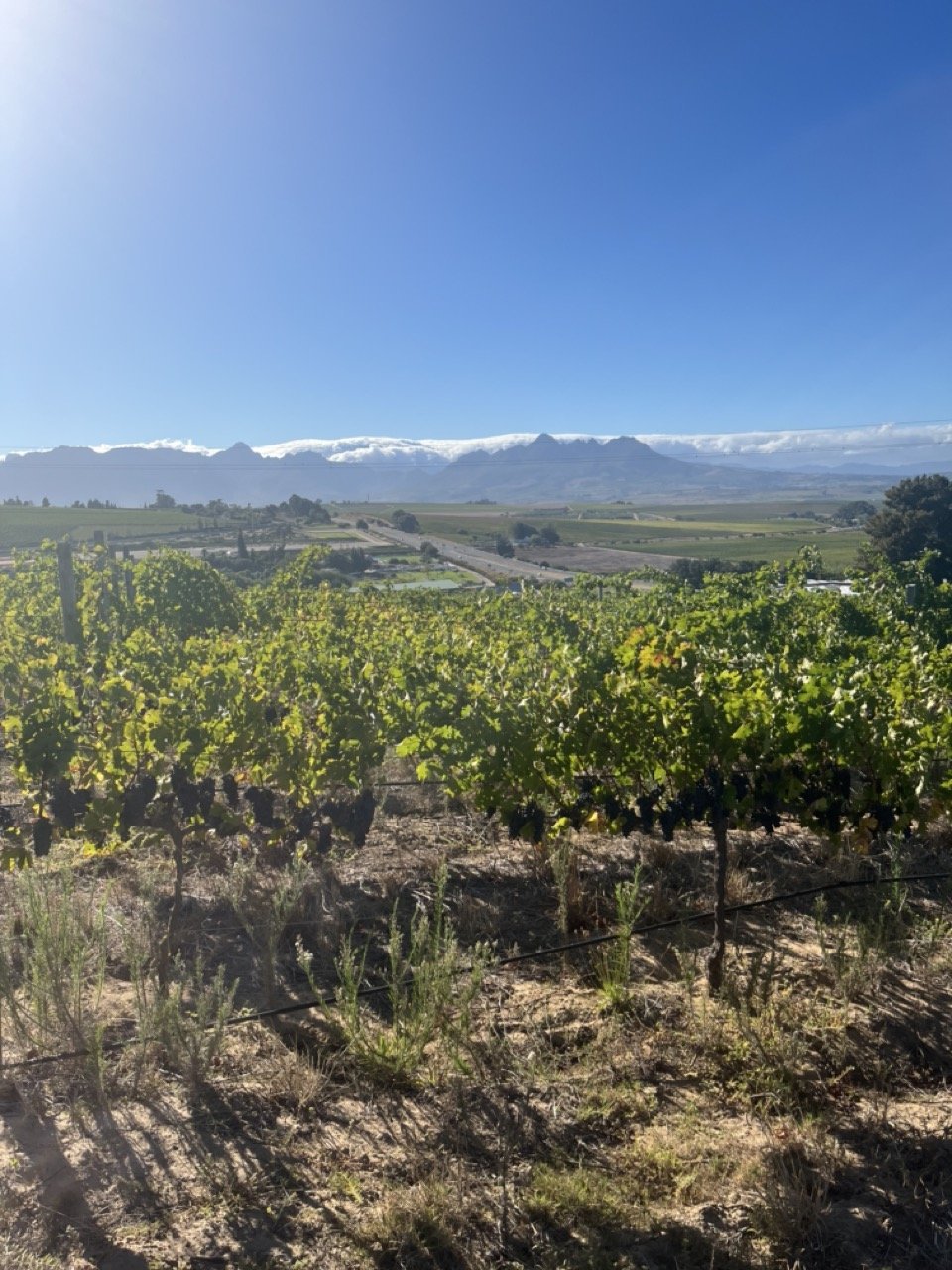 Vineyards on Polkadraai in autumn colour with snow-capped mountains behind