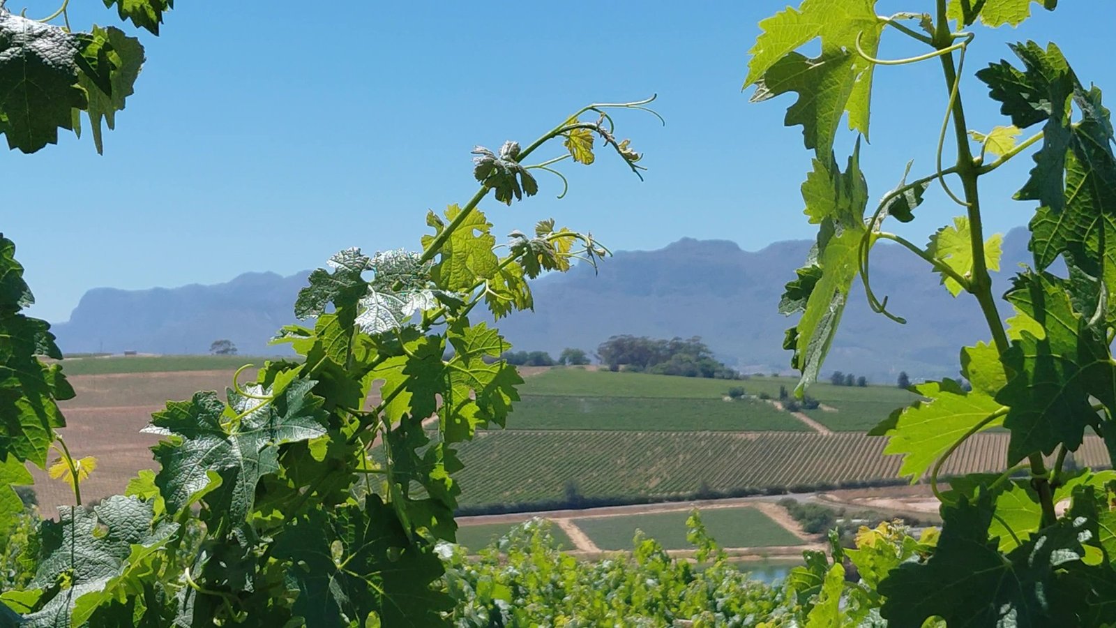 Vines on Polkadraai with the Stellenbosch mountains behind