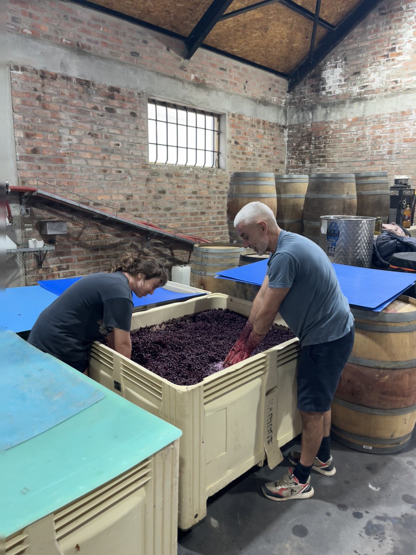 Punching down the Cabernet Franc in the cellar, Stellenbosch
